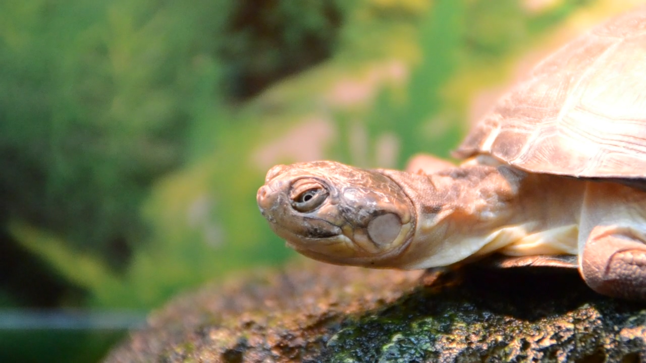 Turtle by a zoo pond #zoo #reptile #turtle