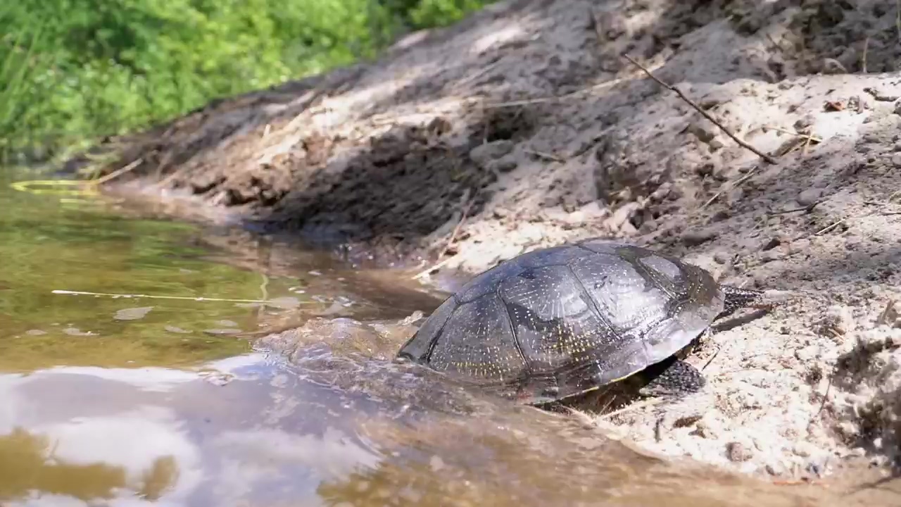 Turtle getting into a river, wildlife, river, wild, reptile, and turtle