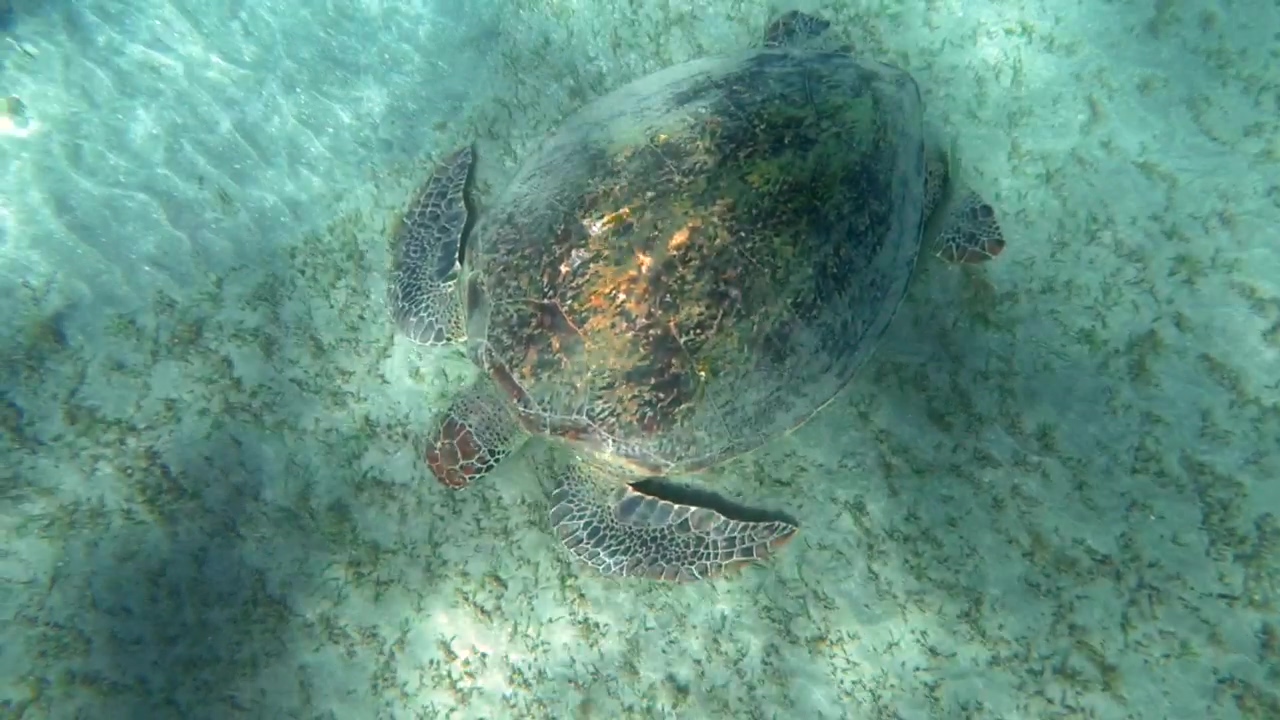 Turtle on the sea floor, sea, wildlife, and turtle