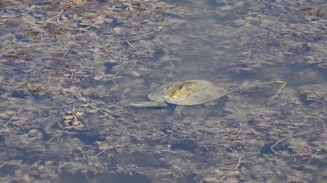 Turtle swimming in a muddy pond, animal, wildlife, and turtle