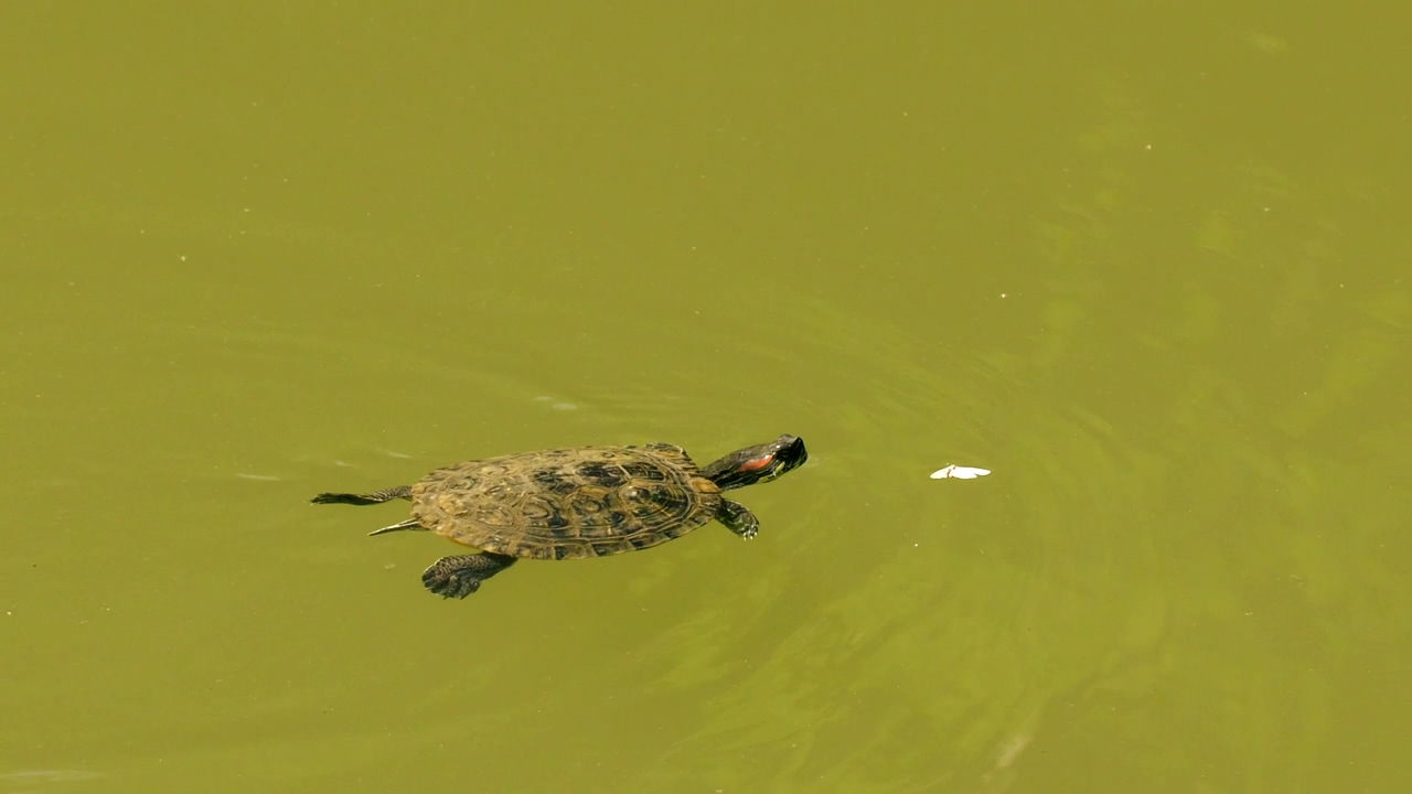Turtle swimming in a pond of greenish water, animal, wildlife, wild, swimming, reptile, and turtle