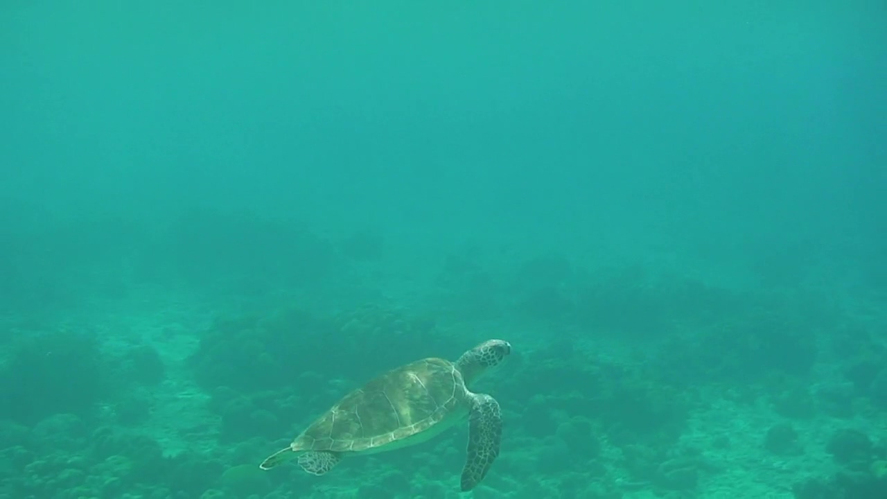 Turtle swimming in a turquoise sea, animal, wildlife, ocean, underwater, tropical, turtle, and biodiversity