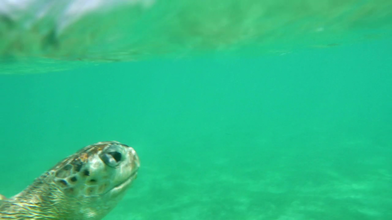 Turtle swimming just below the surface, animal, ocean, and turtle