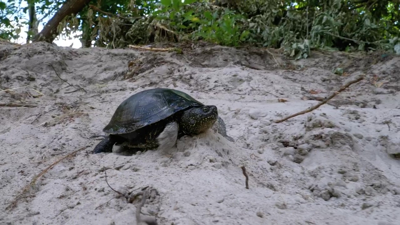 Turtle walking on the sand near the beach #animal #beach #reptile #turtle