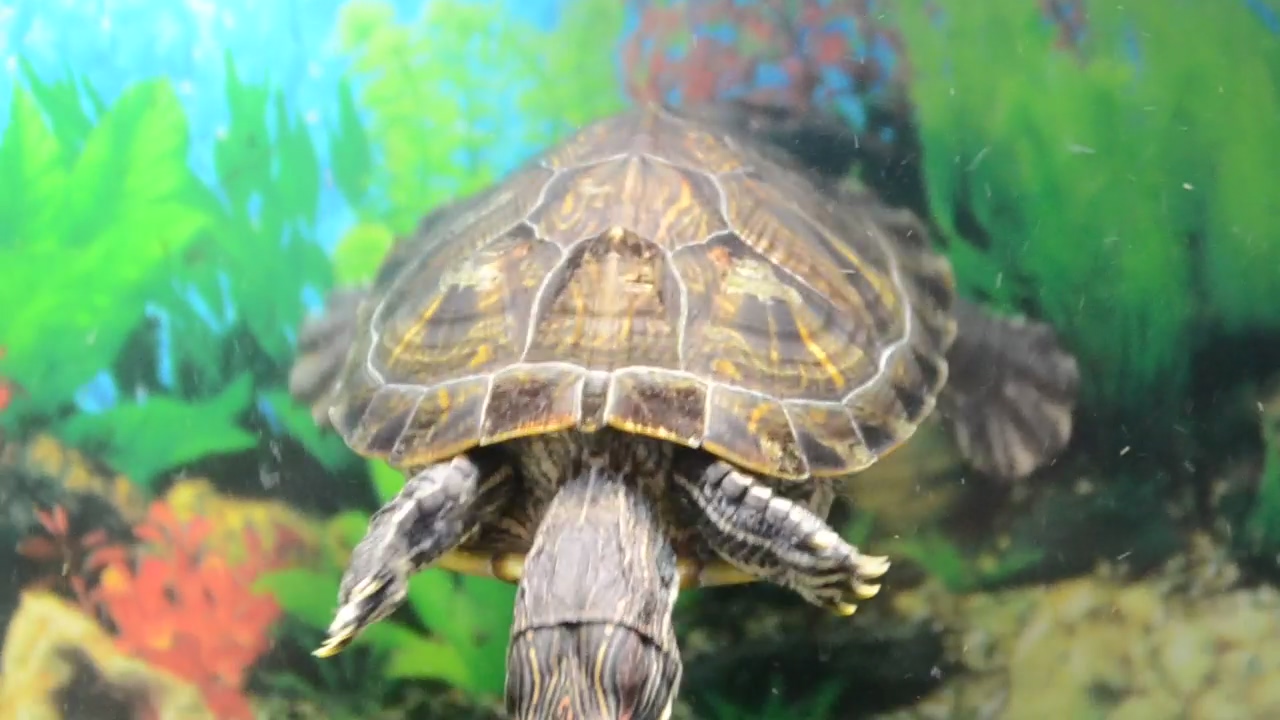 Turtles in a pet shop tank, pet, shop, and turtle