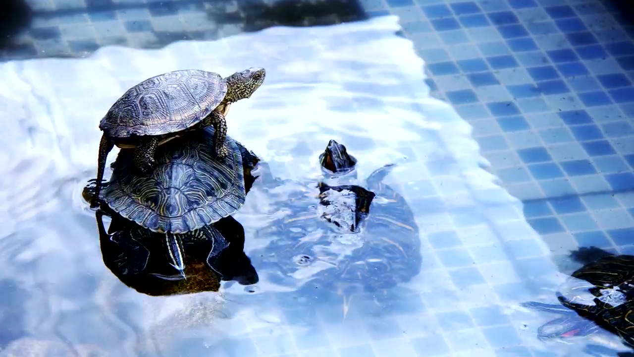 Turtles resting in a pool, water, animal, and turtle