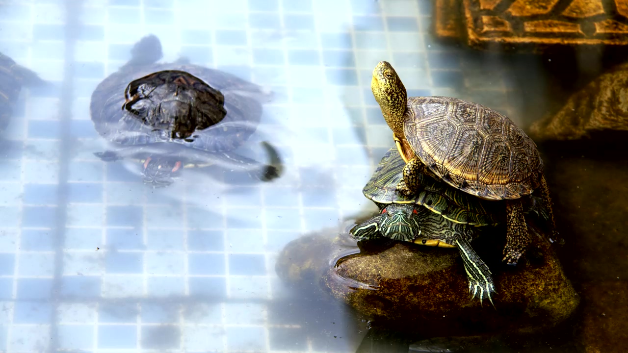 Turtles resting in a small pool, water, animal, pool, reptile, and turtle