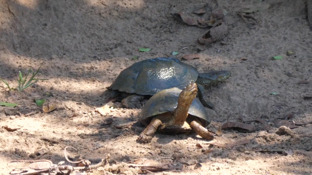 Turtles resting on the ground, animal, wildlife, sand, ground, and turtle