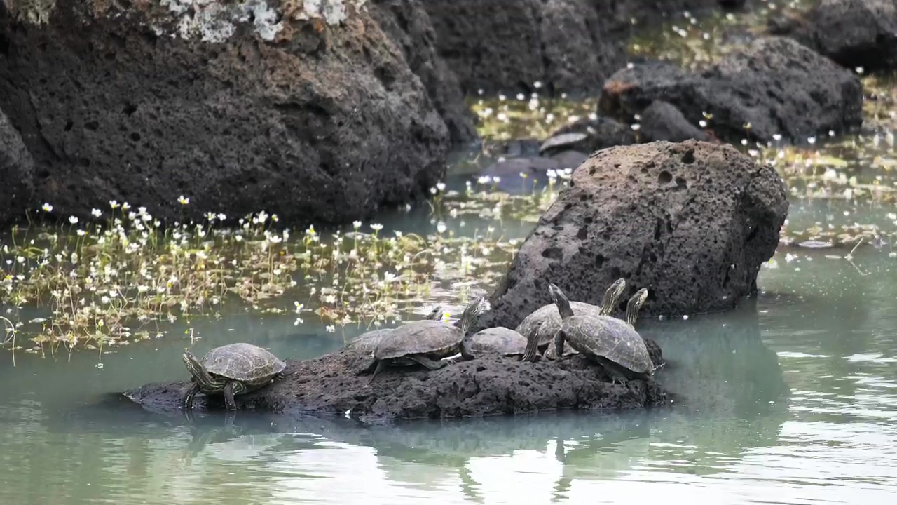 Turtles standing on a rock, animal, wildlife, rock, reptile, and turtle