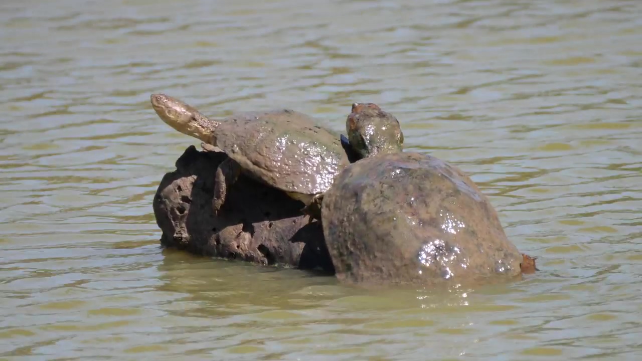 Turtles sunbathing on a rock in a river, nature, animal, wildlife, wild, and turtle
