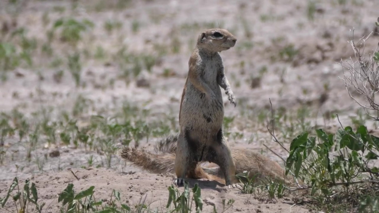 Two african ground squirrels on the field, animal, wildlife, africa, and squirrel