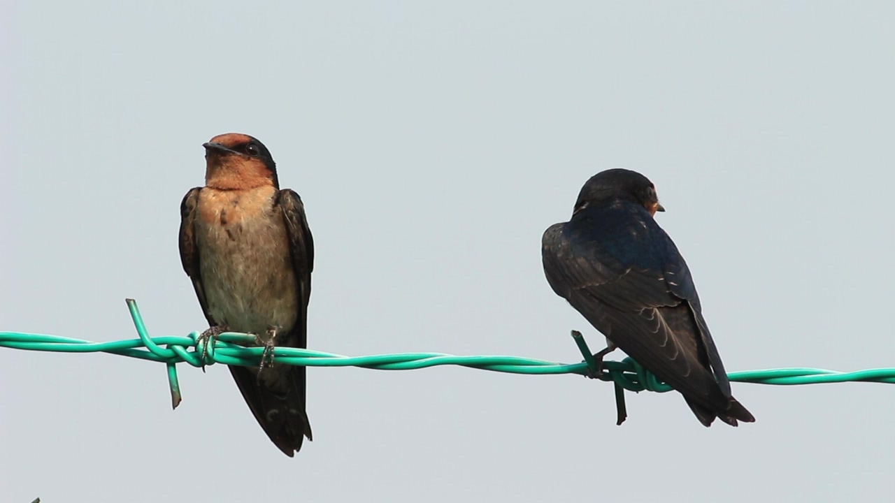 Two birds resting on metal wire, nature, wildlife, and bird