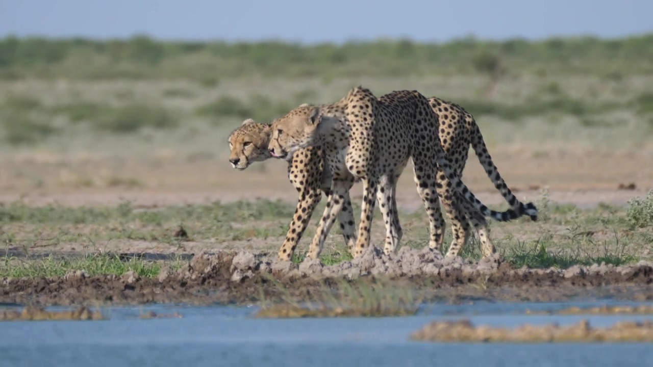 Two cheetahs around a water hole, animal, wildlife, africa, and cheetah