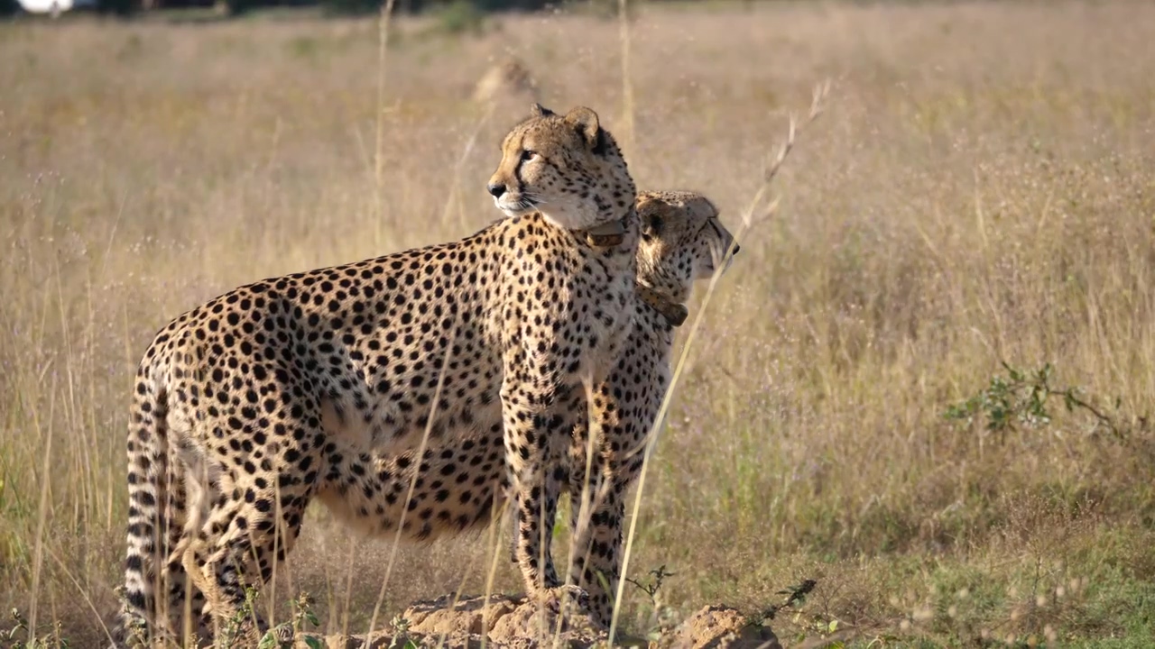 Two cheetahs stand together and look around, animal, wildlife, africa, savanna, and cheetah