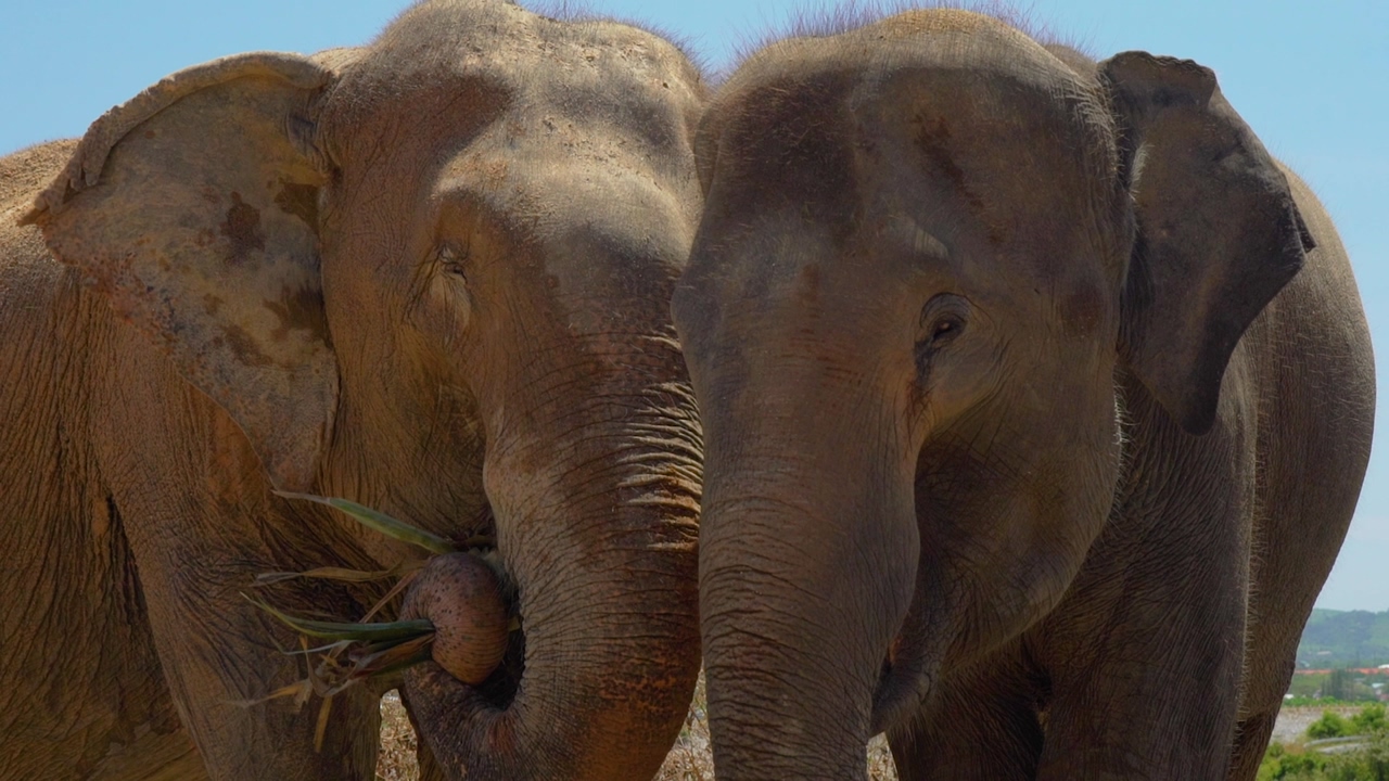 Two elephants eating herbs very close to each other, under the sun in the savanna