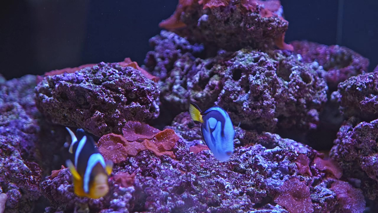 Two fish swimming around coral in an aquarium, underwater, fish, tropical, swim, aquarium, coral, and clown