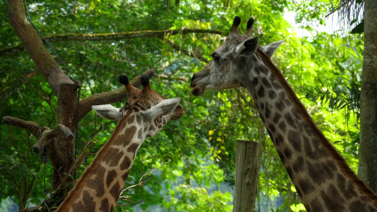 Two giraffes in the wild, animal, wildlife, and wild