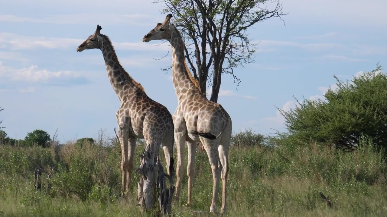 Two giraffes on the savannah, animal, wildlife, africa, savanna, and giraffe