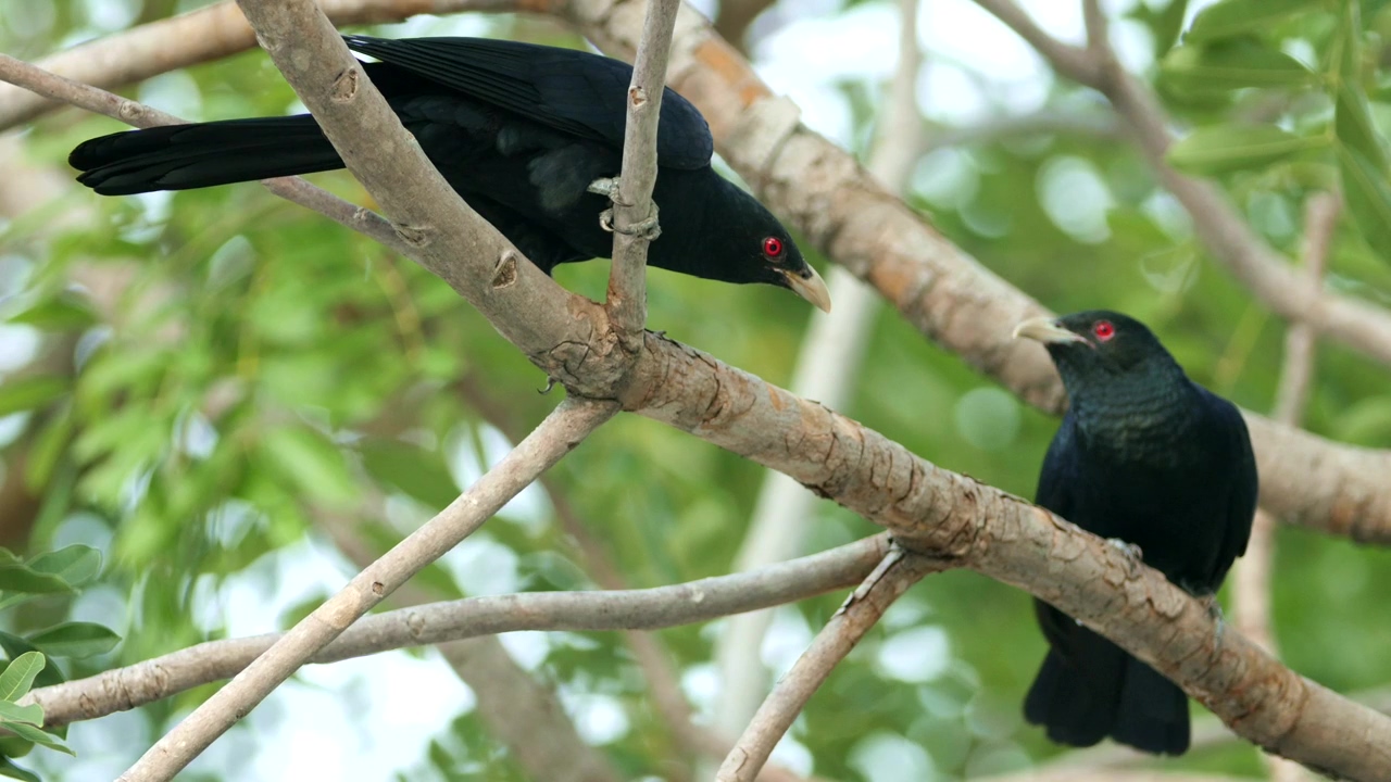 Two koel in a tree, animal, tree, and bird