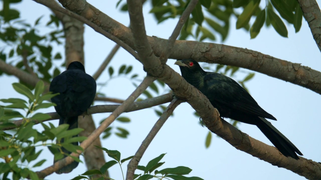 Two koel resting on branches, nature, wildlife, and bird