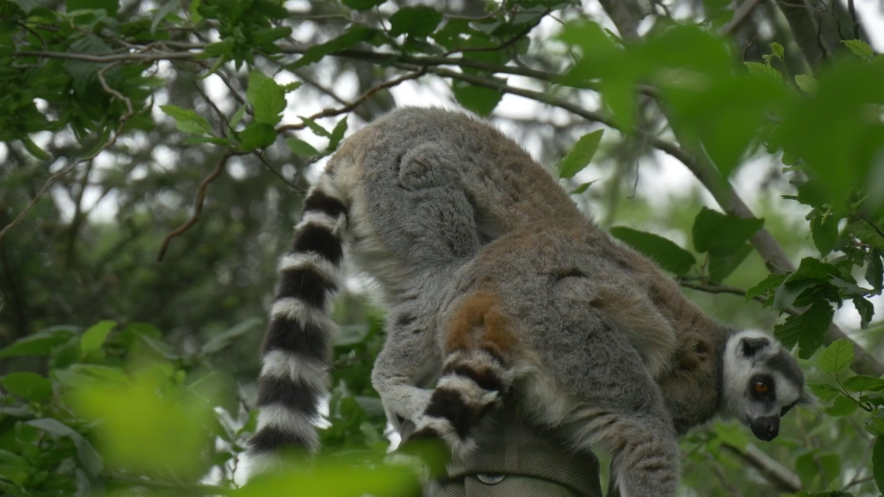 Two lemurs above the trees in nature, animal, wildlife, and wild