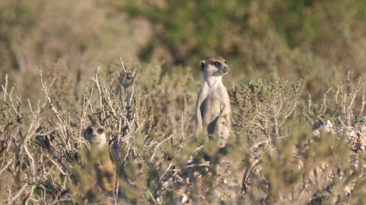 Two meerkats looking around, animal, wildlife, africa, and savanna