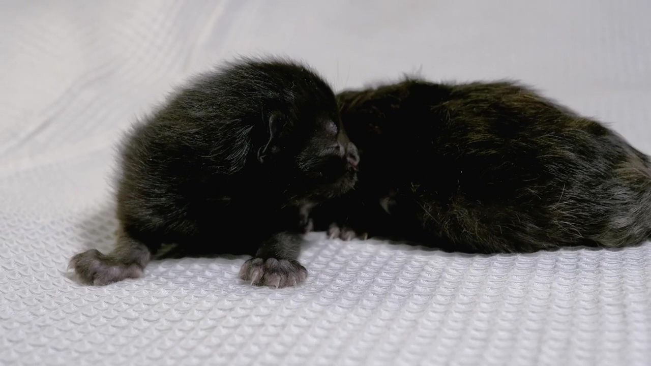 Two newborn black cats, animal, cat, newborn, cute, black, fabric, and domestic