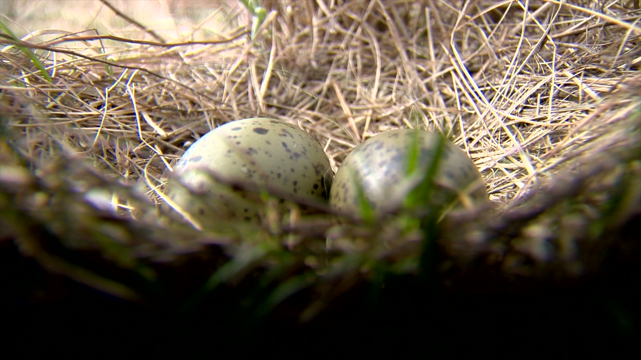Two quail-stained eggs are in a nest while the sun sets