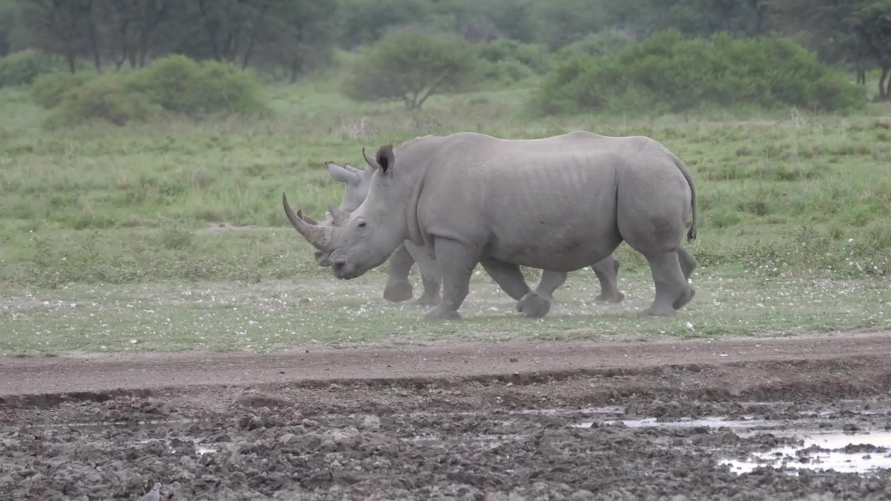 Two rhinos walking in the valley, animal, wildlife, and extinction