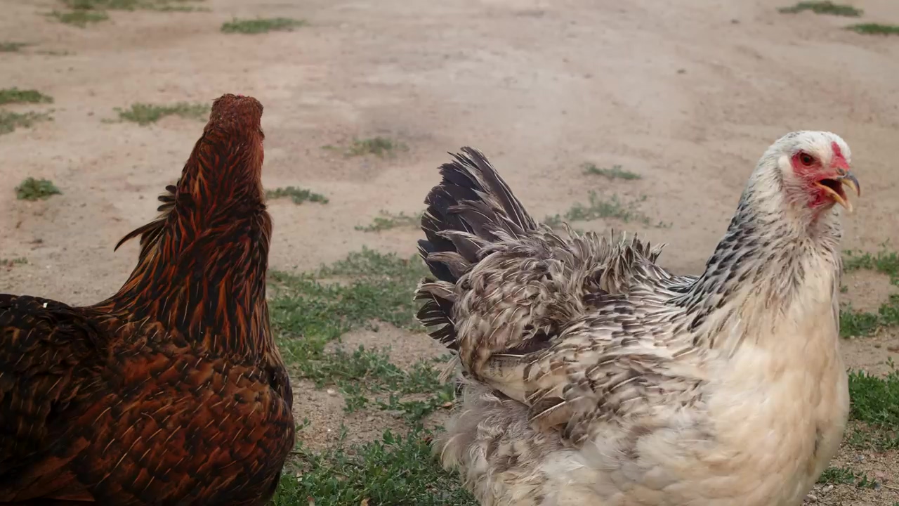 Two roosters walking calmly across a farm, bird, agriculture, farm, chicken, farming, farm animals, and rooster