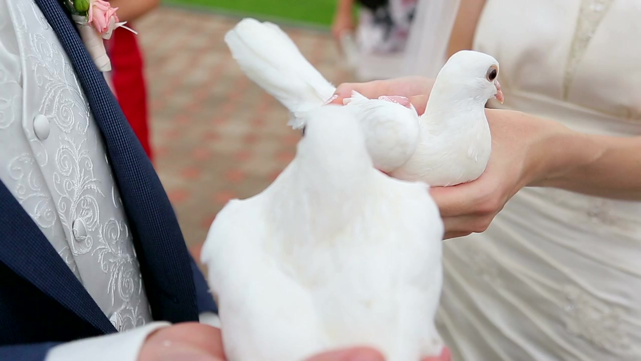 Two white doves at a wedding, love, bird, wedding, love story, and ceremony