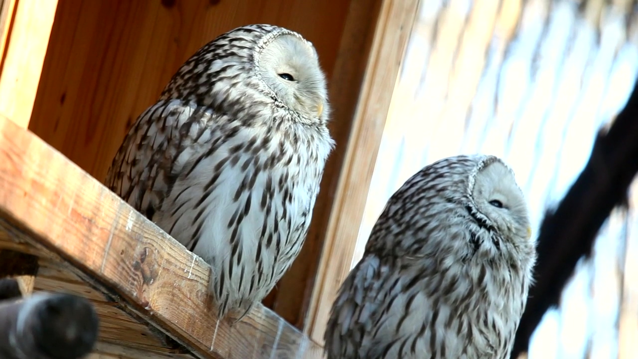 Two white owls staring, animal, wildlife, bird, zoo, and owl