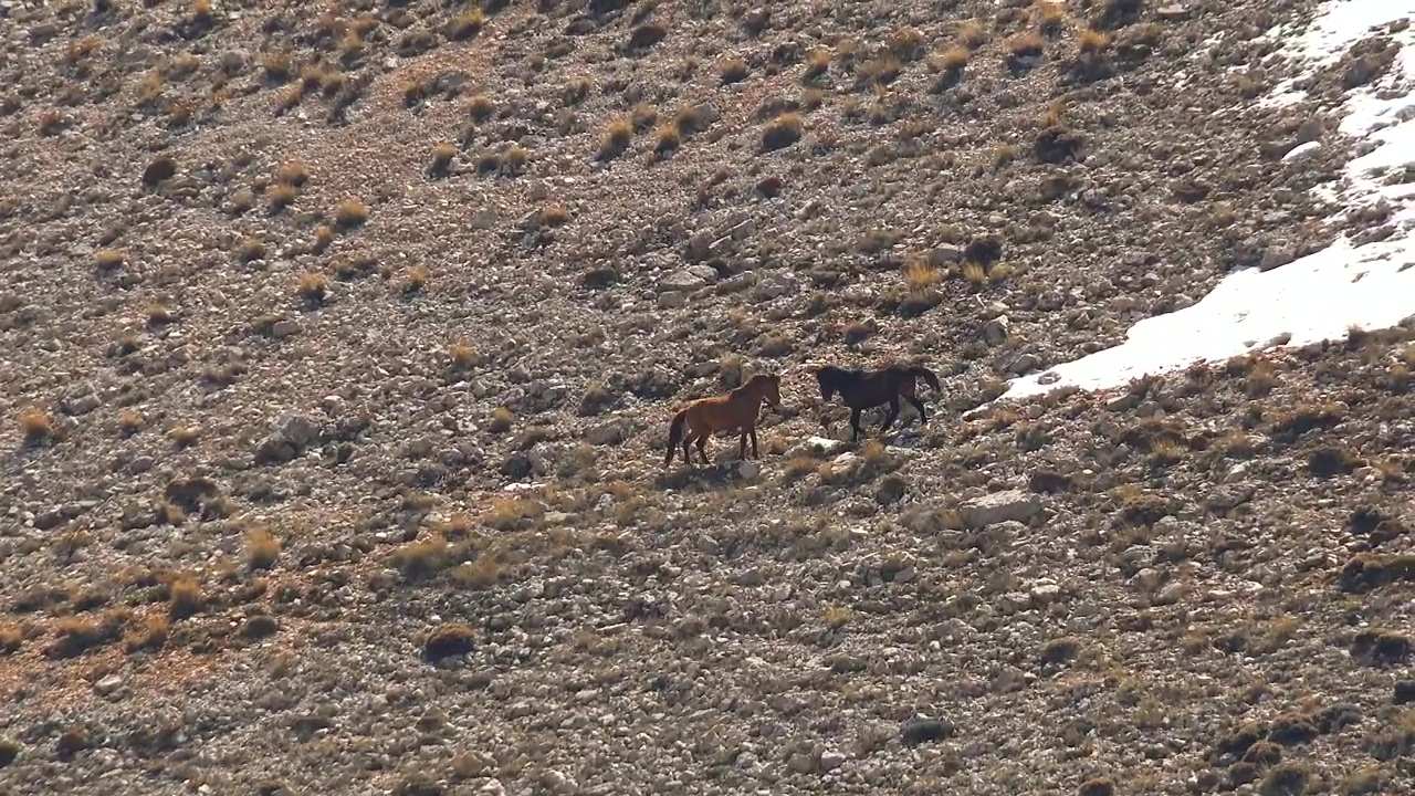 Two wild horses in the valley, animal, wildlife, and horse