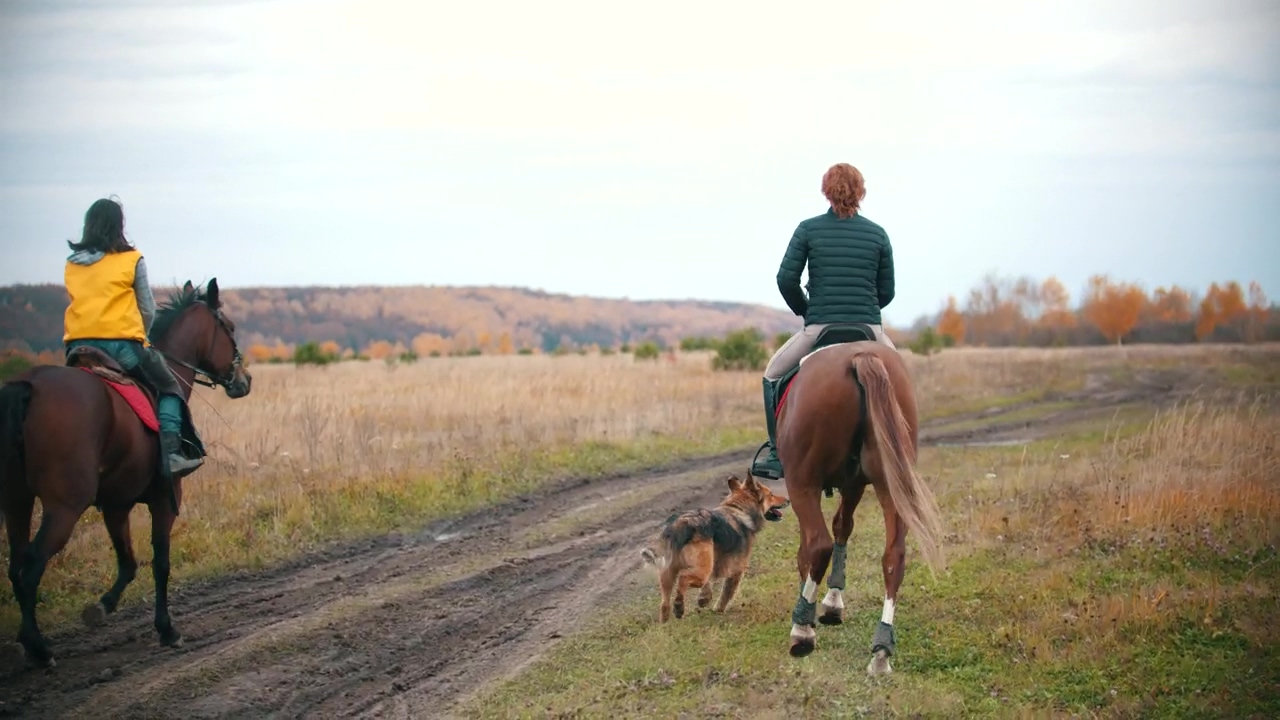 Two woman riding horses on the field and a dog followa, animal, field, countryside, dog, hobby, leisure, dog owner, and horse