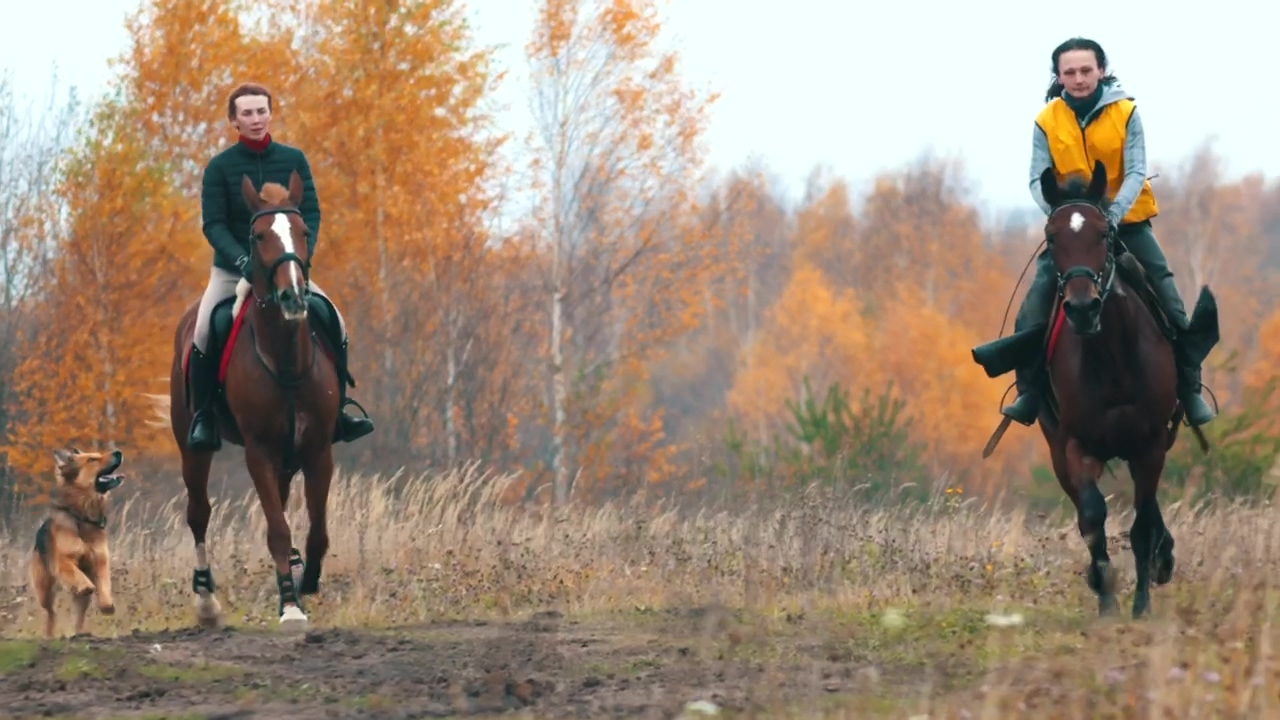 Two women galloping horses in nature, sport, horse, and horses