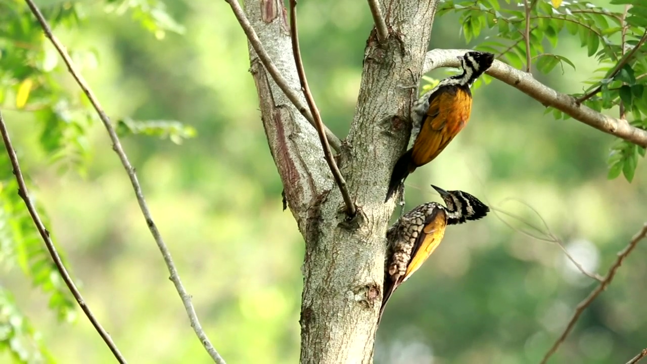 Two woodpeckers in a tree, animal, wildlife, and bird