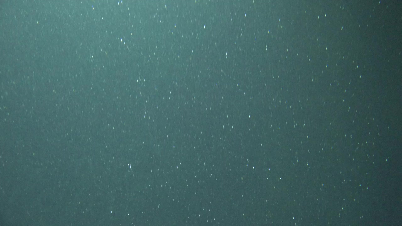 Underwater plankton, nature, wildlife, and emotional