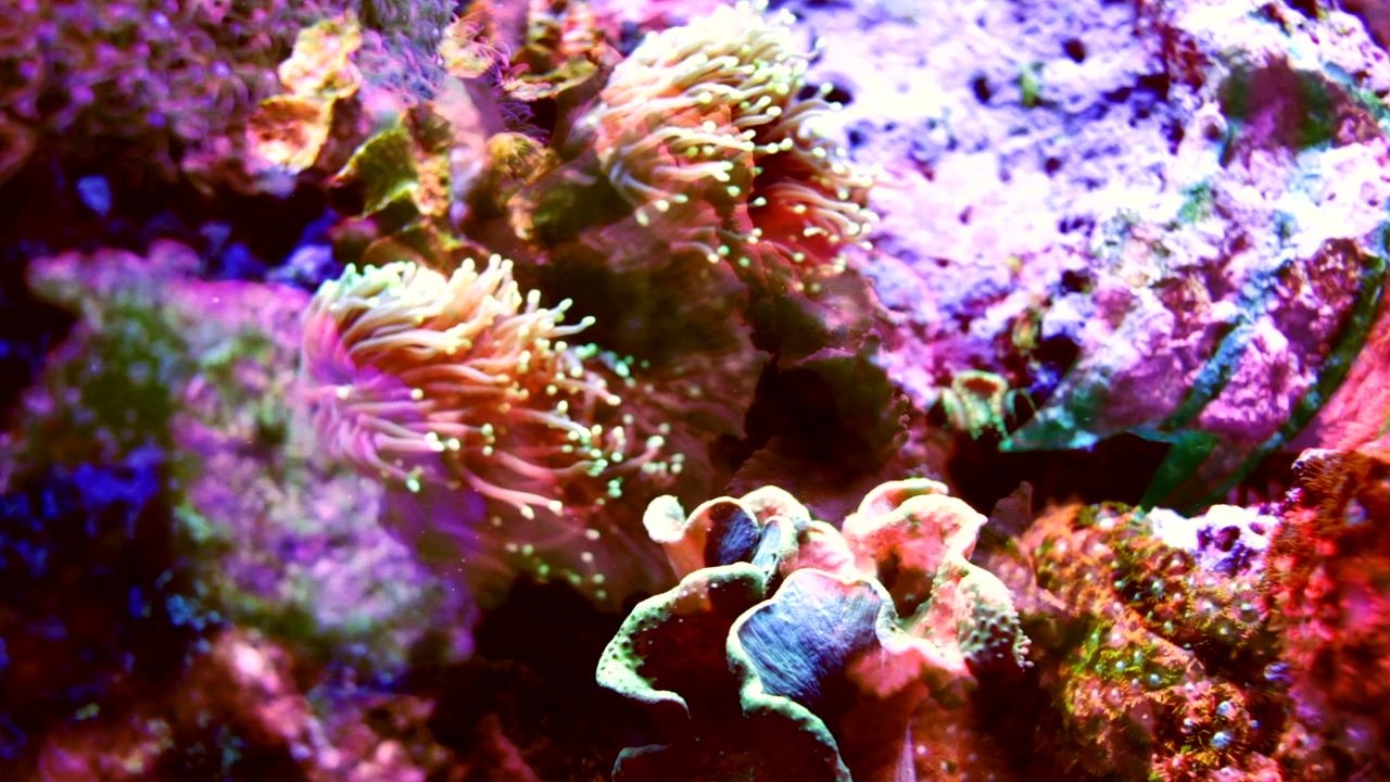 Underwater recording of multicolored coral moving with projections of fish on top