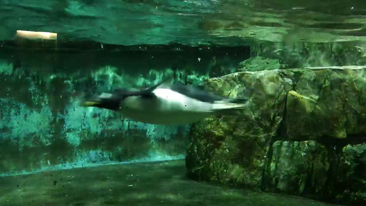 Underwater shot form a diver of penguins swimming, animal, underwater, zoo, and diver
