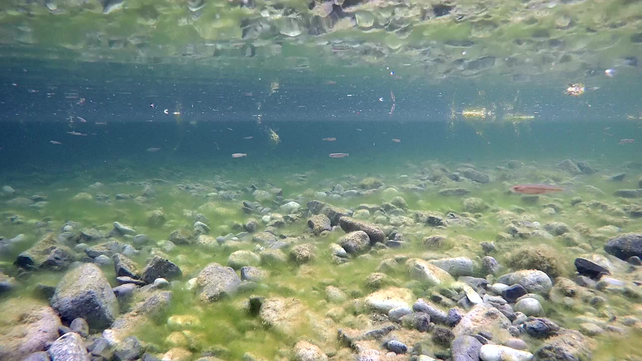 Underwater view of a lake with stones and little fish, lake, underwater, fish, and stone
