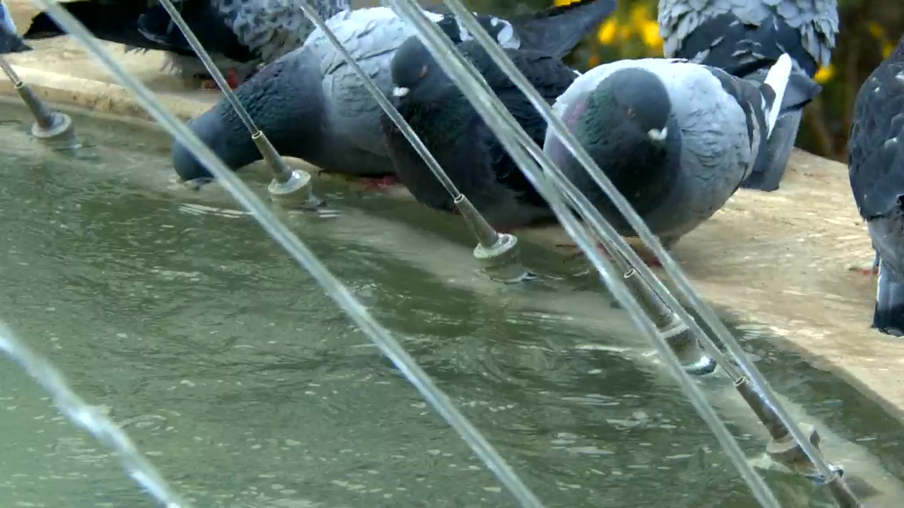 Urban pigeons drinking water in a fountain, water, animal, bird, drinking, fountain, and birds