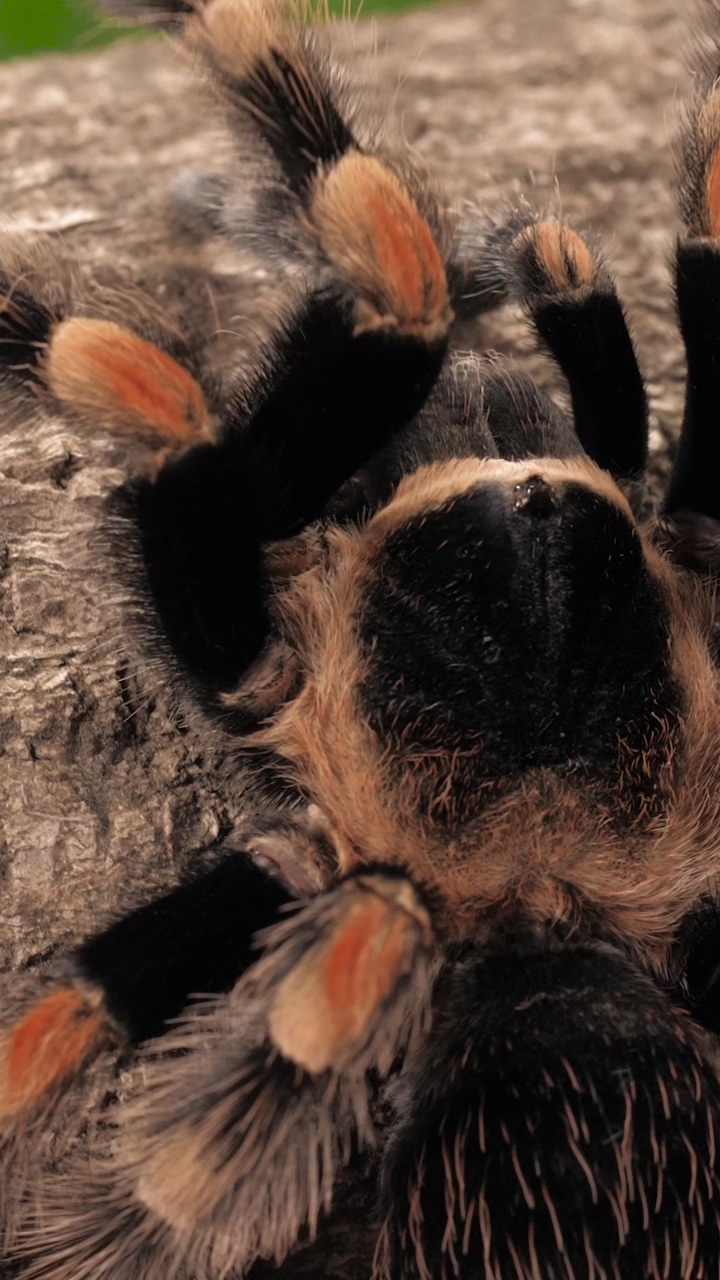 Vertical closeup video of a black and orange tarantula walking in slow motion, hairy arachnid in its habitat