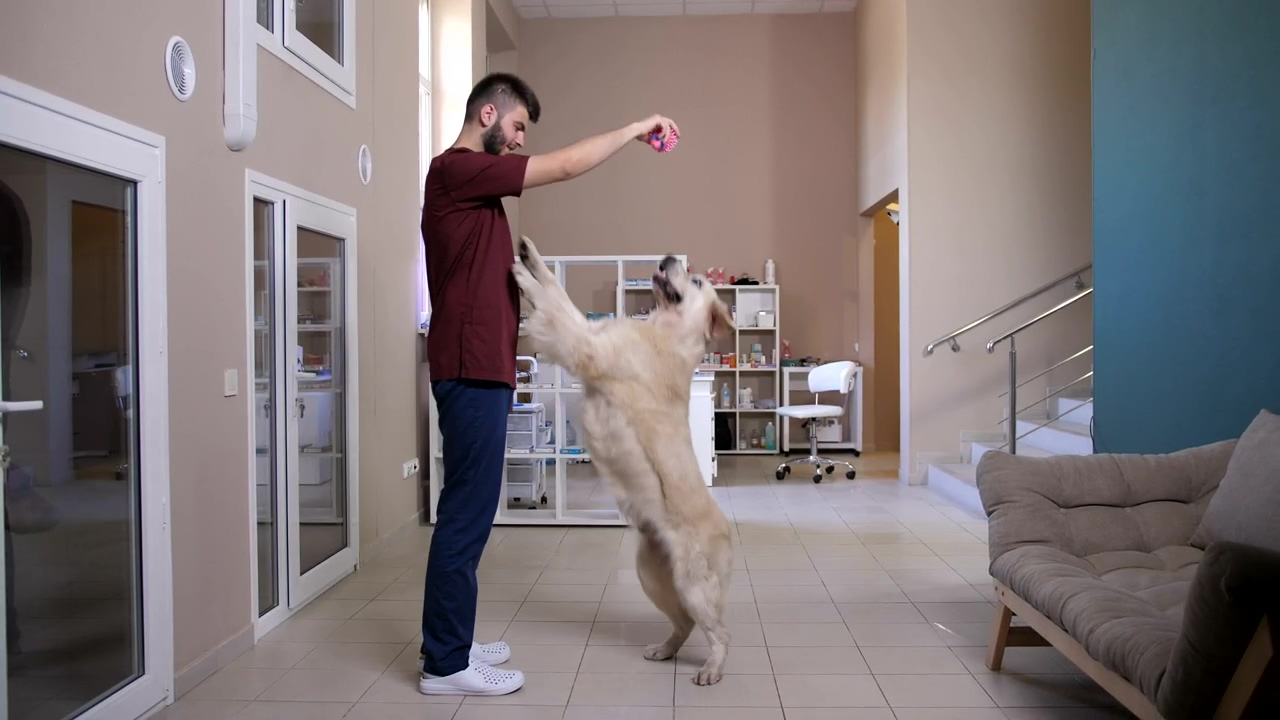 Vet playing with a patient, animal, dog, and playing