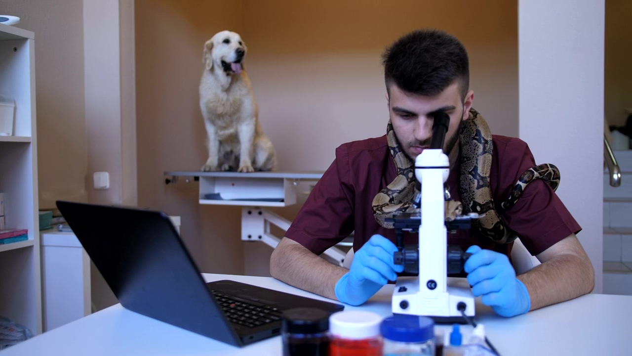 Vet using a microscope in his clinic, animal, laptop, and microscope