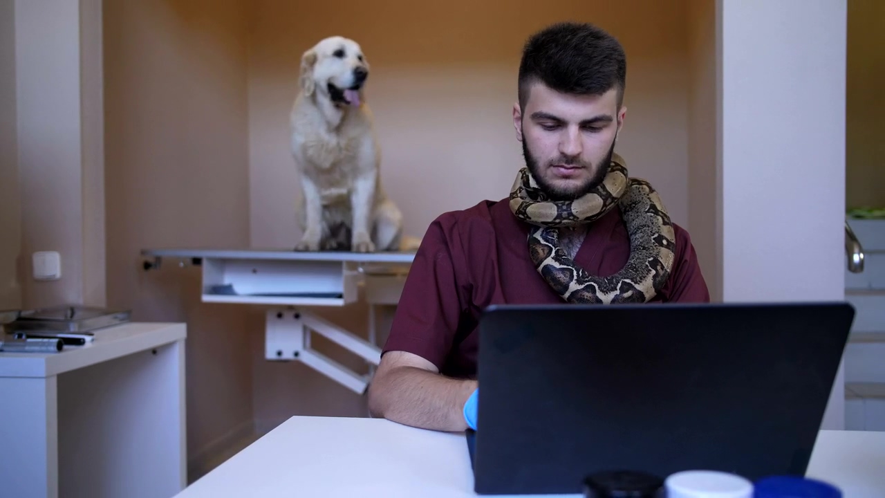Vet working while holding a snake, animal, pet, and snake