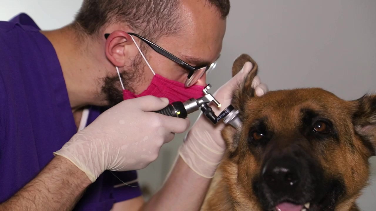 Veterinarian examines german shepherd's ears, animal, dog, doctor, german shepherd, and ears