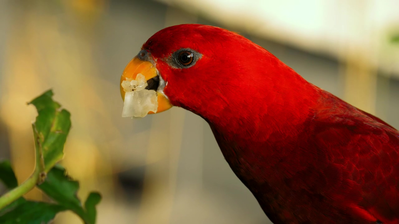 Vibrant red parrot eating fruit on a tree, bird, parrot, bird feeder, cockatiel, and parrot talking