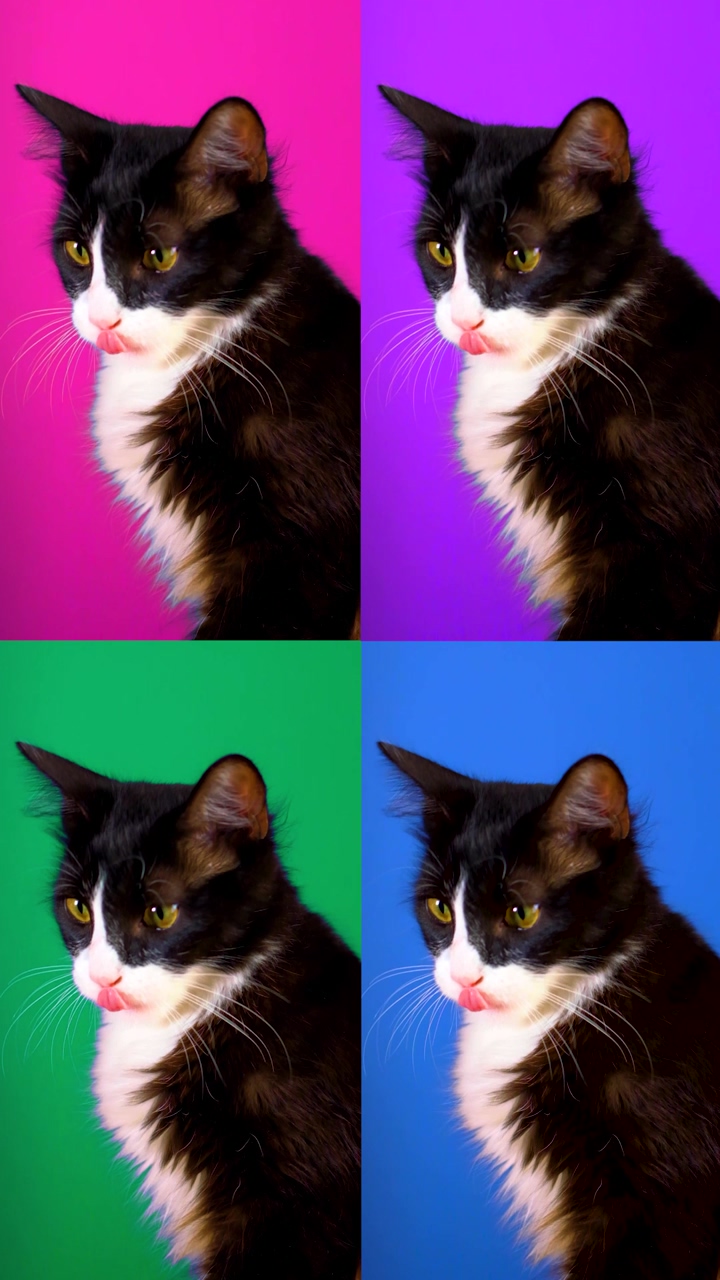 Video of a white and black cat flipping to various sides, placed four times in the shot with backgrounds of different colors such as pink, purple, green and blue