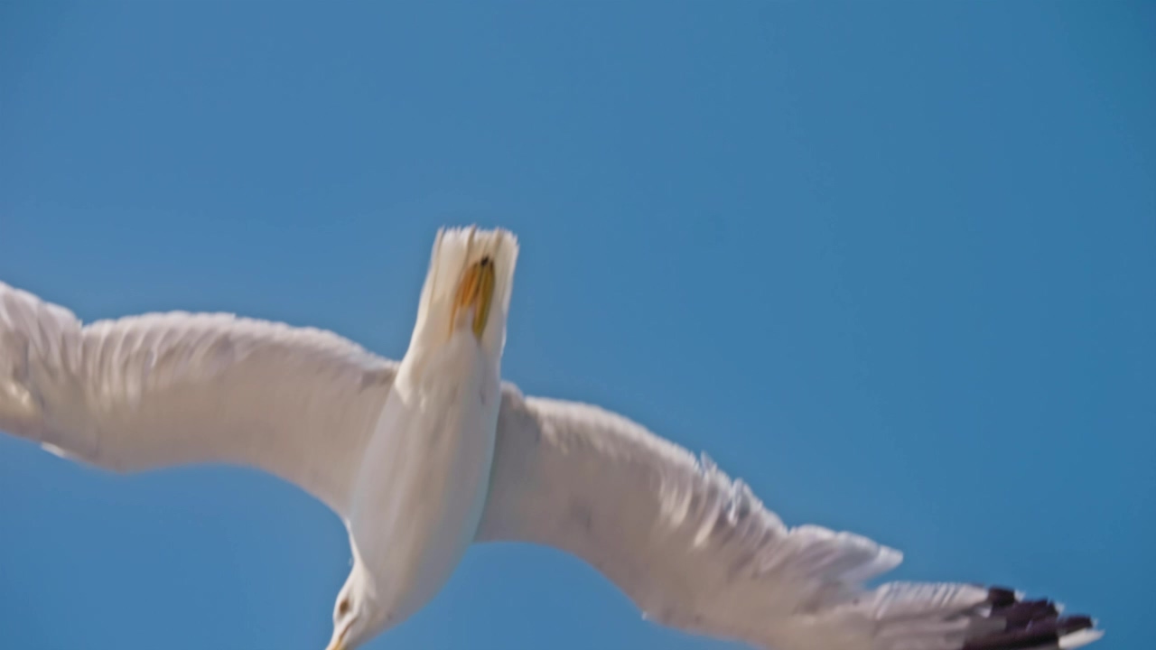 View looking up at a seagull gliding through the sky, beach, bird, blue sky, flight, fly, and wings