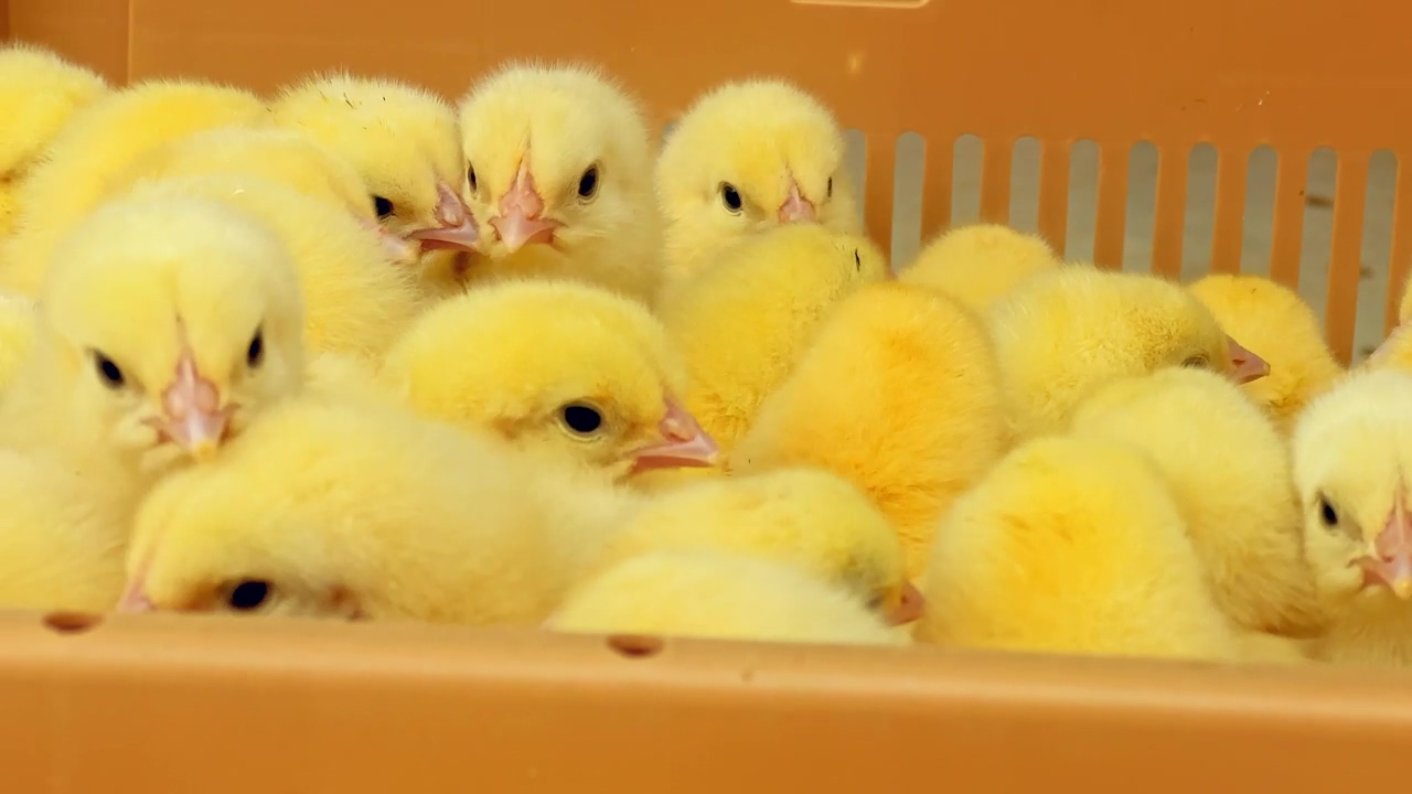 View of the heads of baby chicks in a basket, baby, chicken, animal farm, farm animals, and baby chick